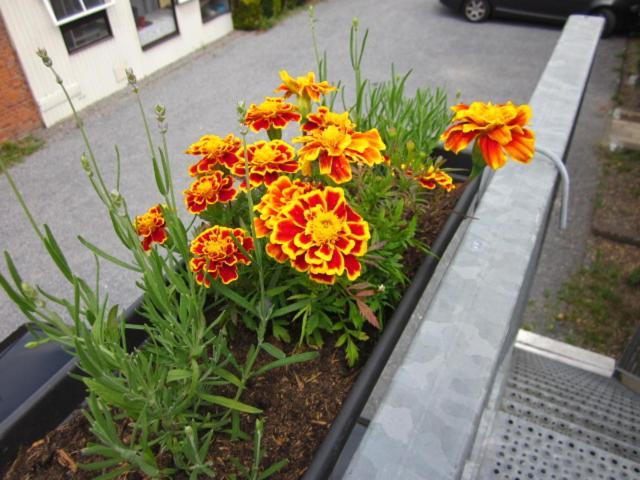 Hotel Le Provencal 2*